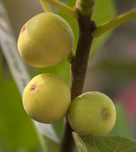 Pin_by_Sivaji_Raju_o...g_tree